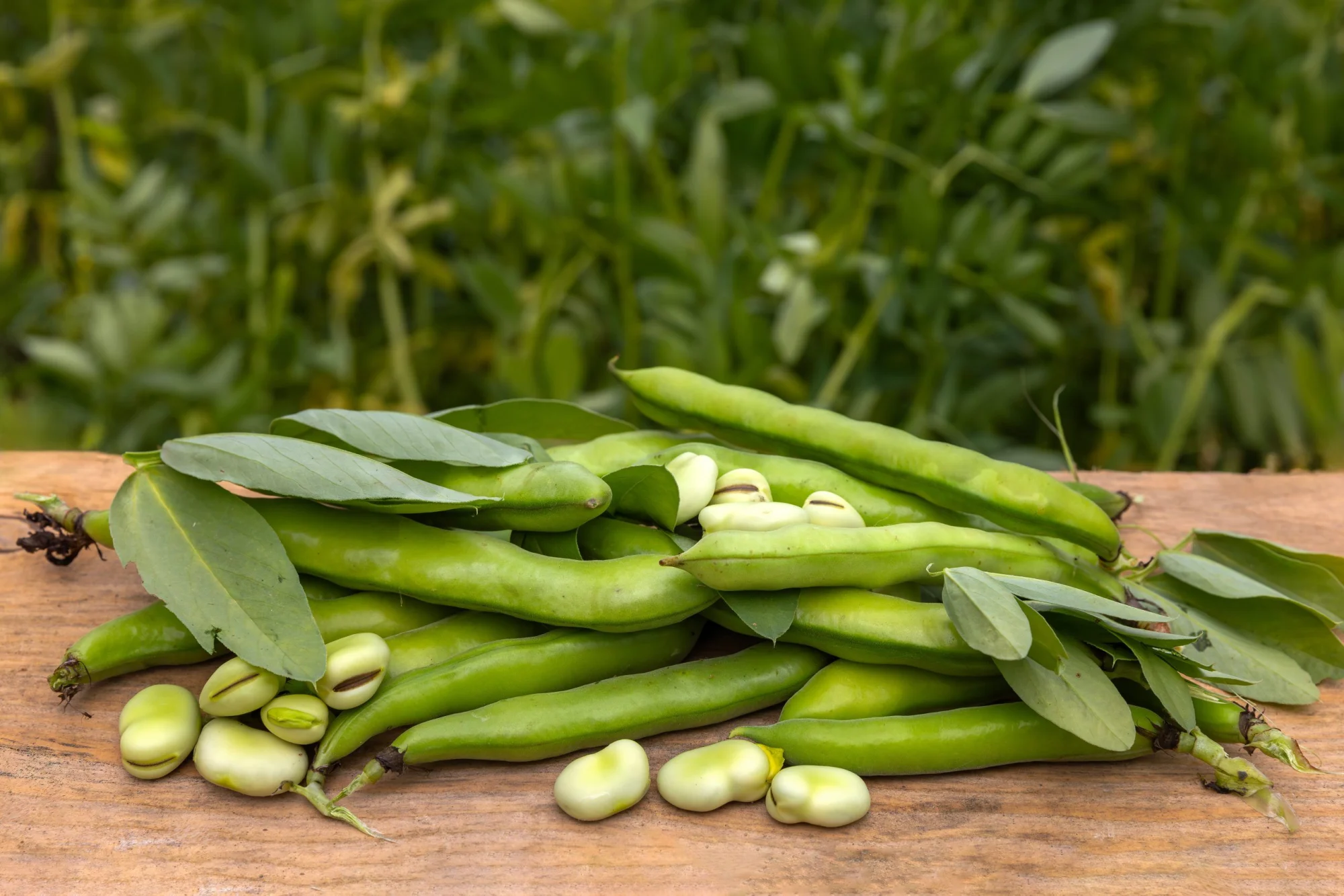 versatile-fava-beans.jpeg Versatile Fava Beans