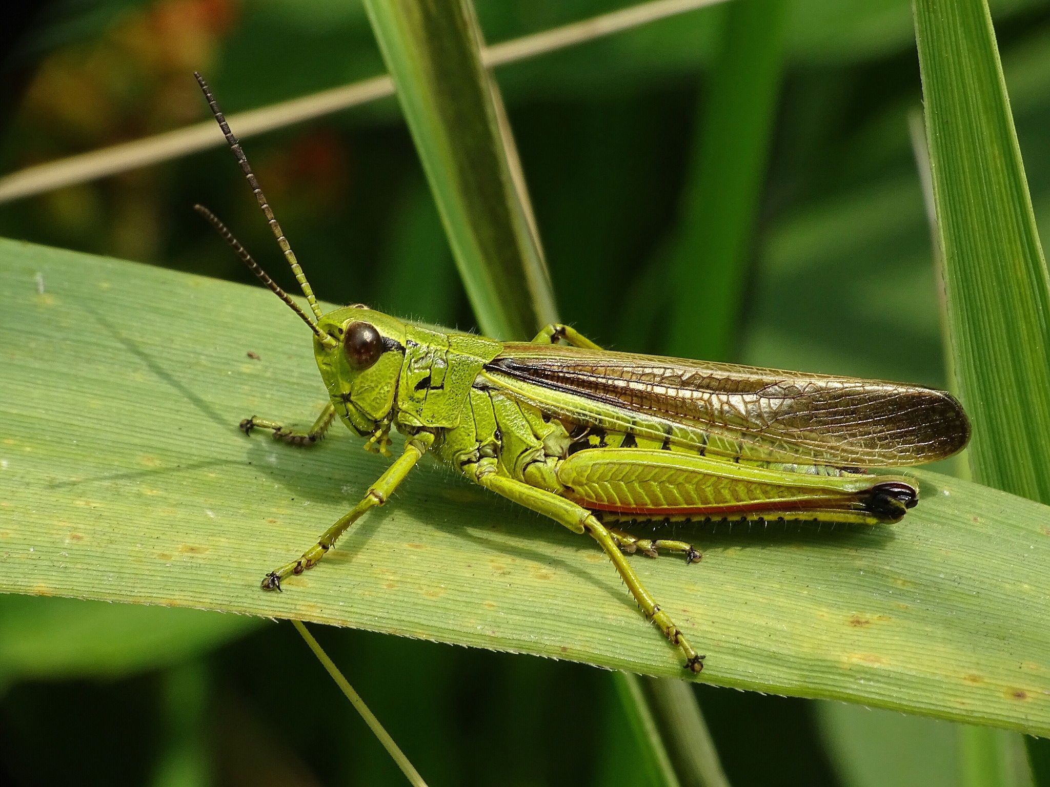 Follow That Grasshopper