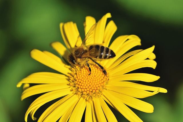 Beautiful Busy Bees